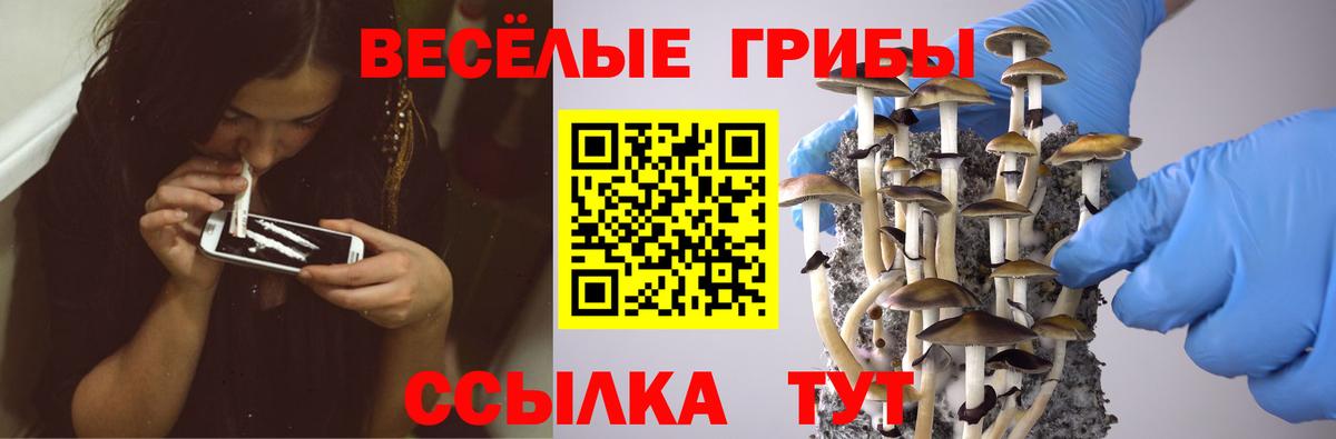 Псилоцибиновые грибы ЛСД  Вход с VPN  Псилоцибиновые грибы прущие грибы  Кохма 